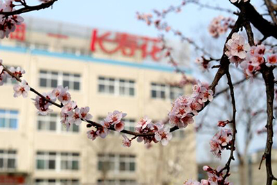 【植樹節】玉米產業：春回大地暖 正是植綠時